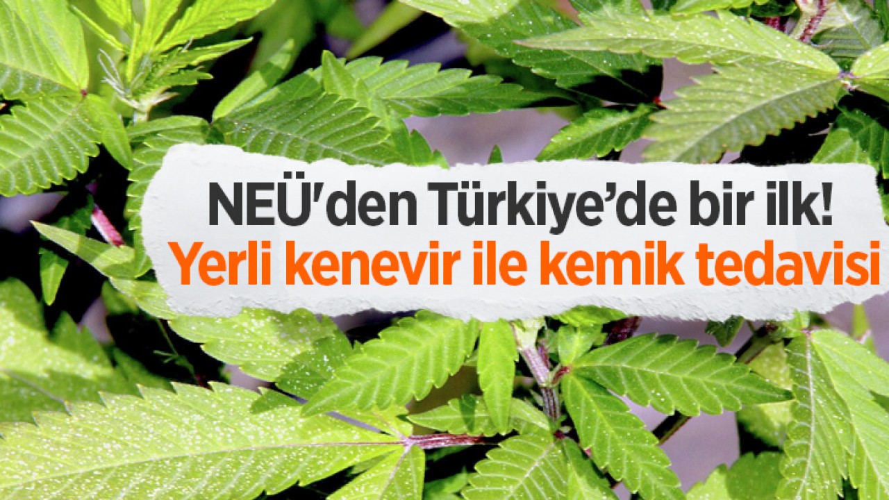 NEÜ'den Türkiye’de bir ilk! Yerli kenevir ile kemik tedavisi