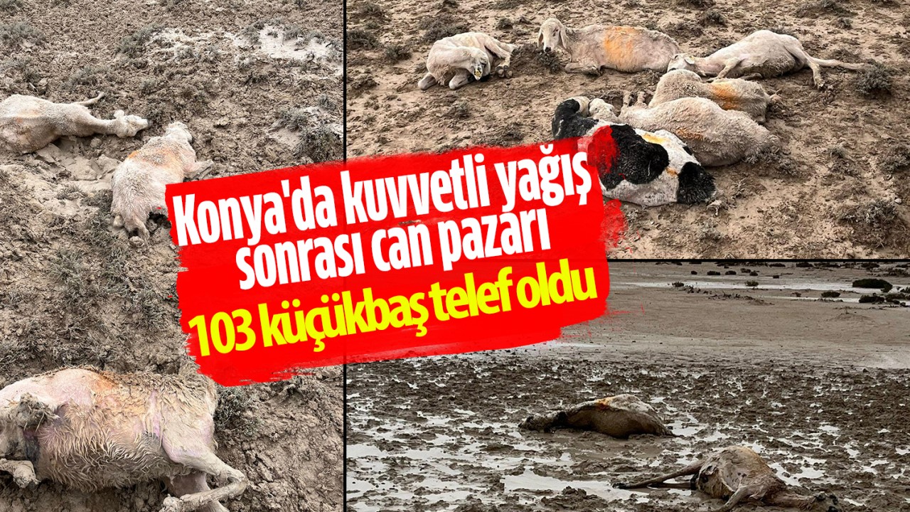 Konya'da kuvvetli yağış sonrası can pazarı: 103 küçükbaş telef oldu