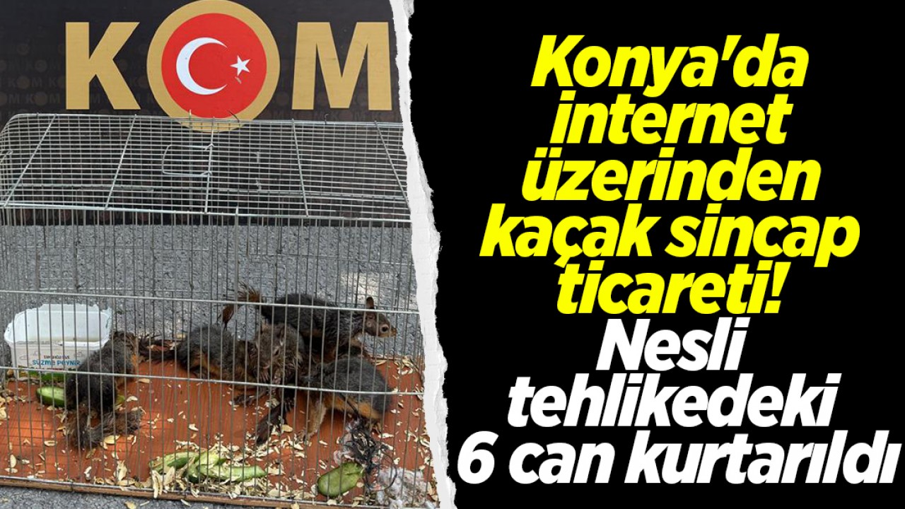 Konya'da internet üzerinden kaçak sincap ticareti! Nesli tehlikedeki 6 can kurtarıldı