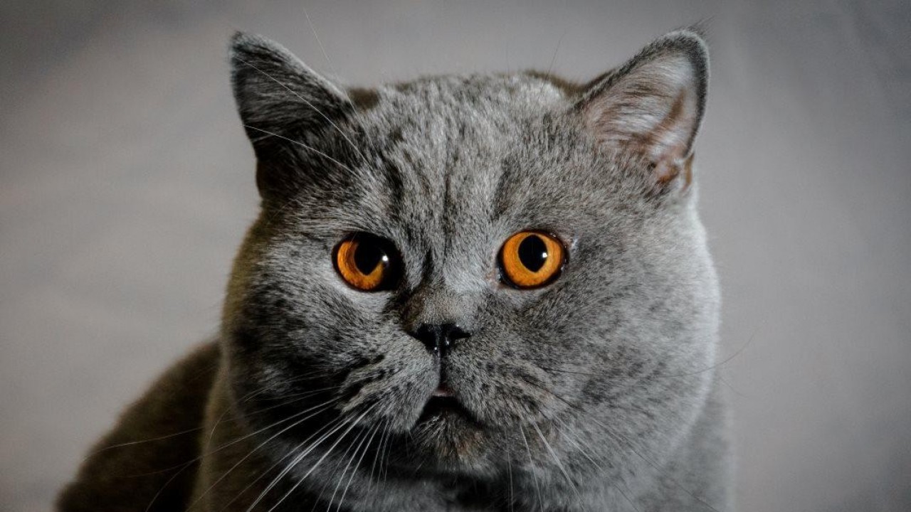 Yavru Kedi Nereden Alınır? En Güvenilir Kedi Satış Sitesi