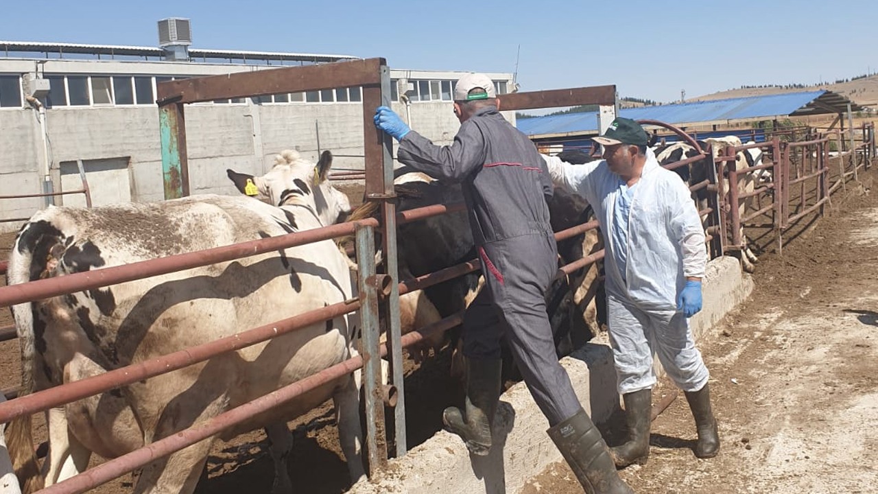Sarayönü’nde büyükbaş hayvanlarda şap aşılama çalışmaları aralıksız sürüyor