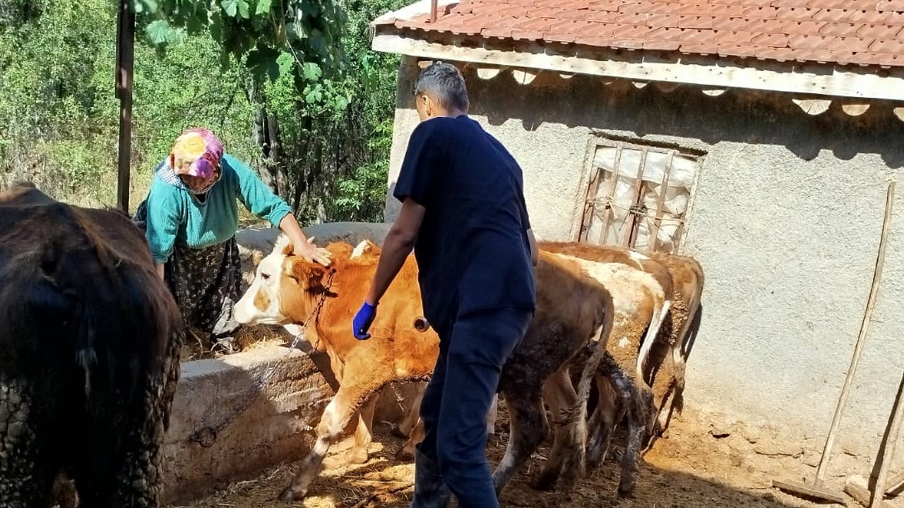 Doğanhisar’da büyükbaş hayvanlarda aşılama çalışmaları sürüyor