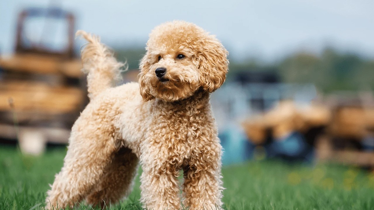 Toy Poodle: Küçük Boy Büyük Zeka - Mükemmel Aile Köpeği Rehberi