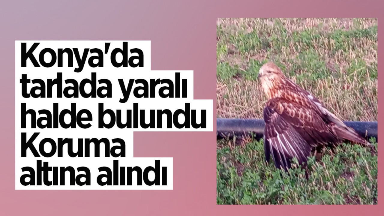 Konya'da tarlada yaralı halde bulundu: Koruma altına alındı
