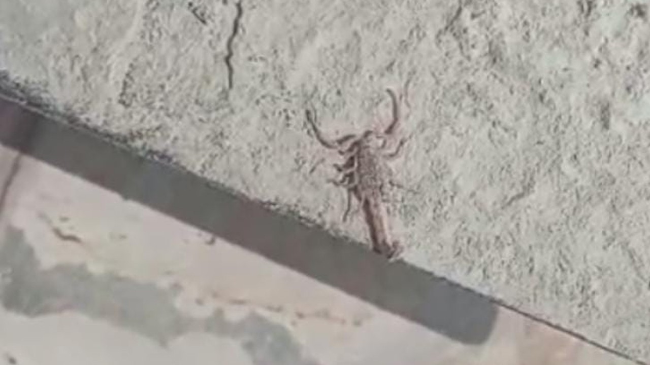 Kulu'da bir evde görülen akrep paniğe neden oldu