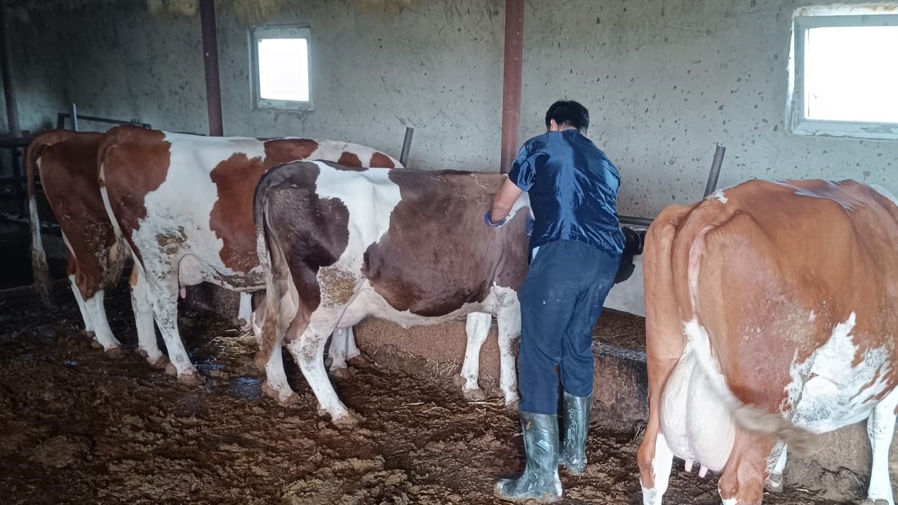 Doğanhisar'da büyükbaş hayvanlarda aşılama çalışmaları devam ediyor