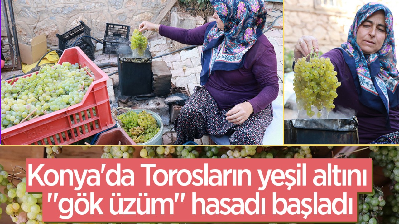 Konya'da Torosların yeşil altını "gök üzüm" hasadı başladı