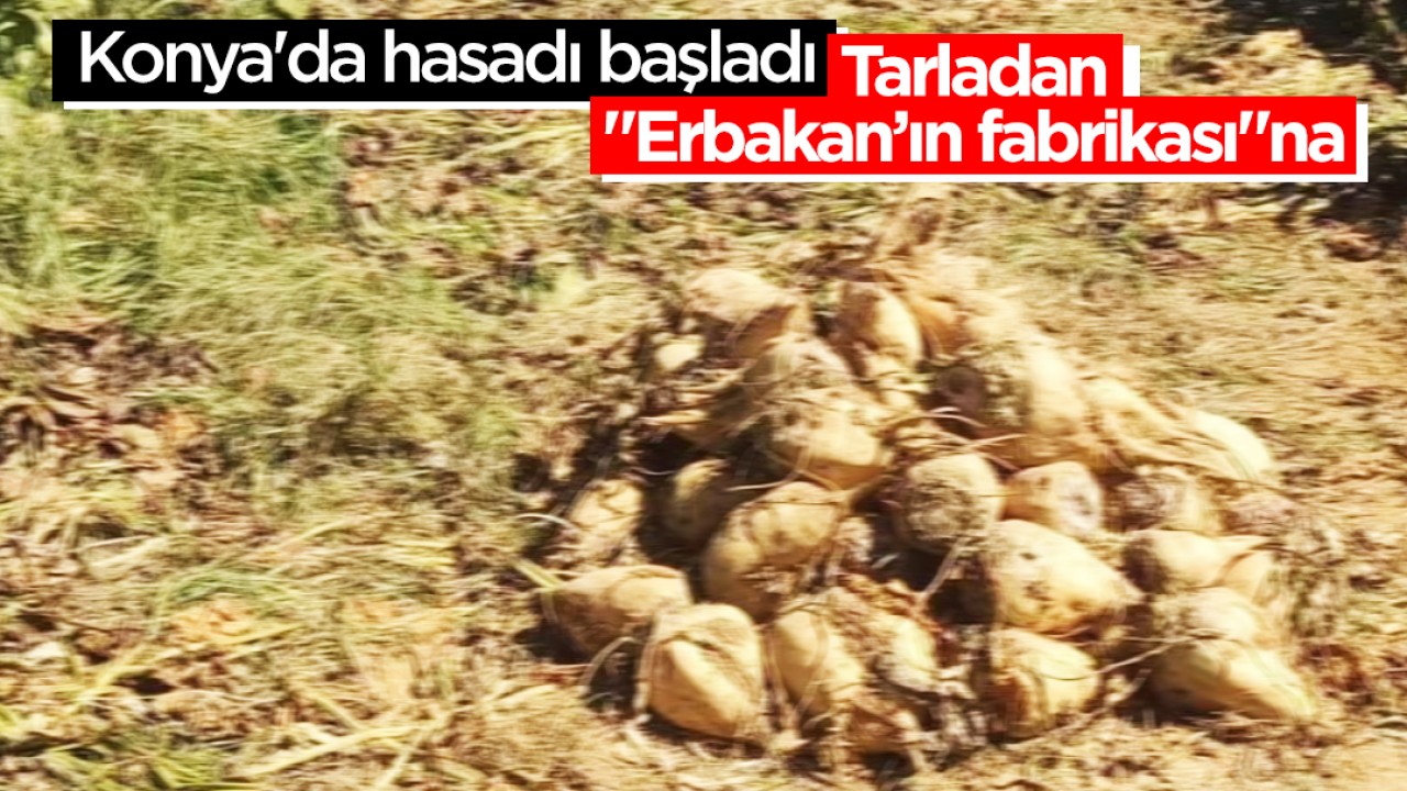 Konya'da hasadı başladı: Tarladan "Erbakan’ın fabrikası"na...