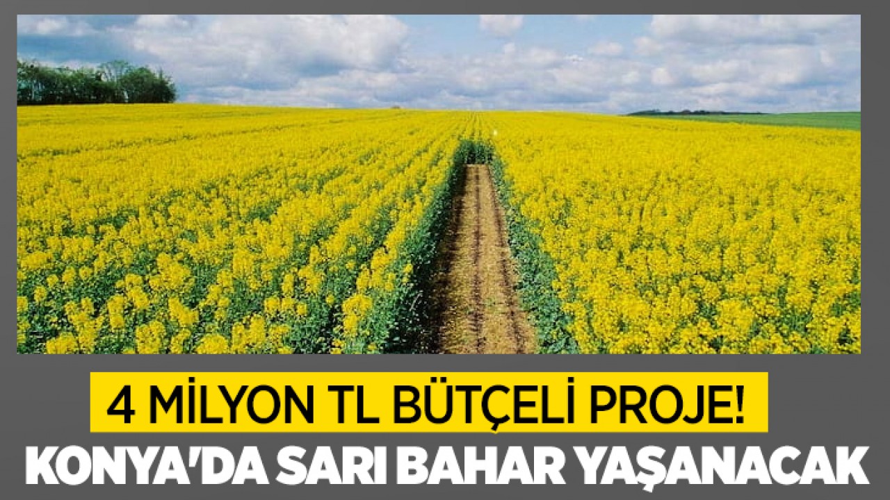 4 milyon TL bütçeli proje! Konya'da sarı bahar yaşanacak