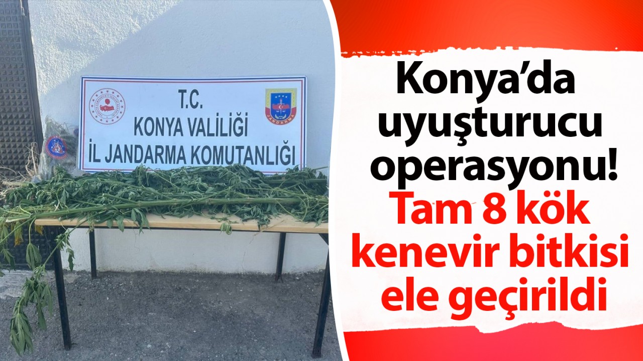 Konya’da uyuşturucu operasyonu! Tam 8 kök kenevir bitkisi ele geçirildi