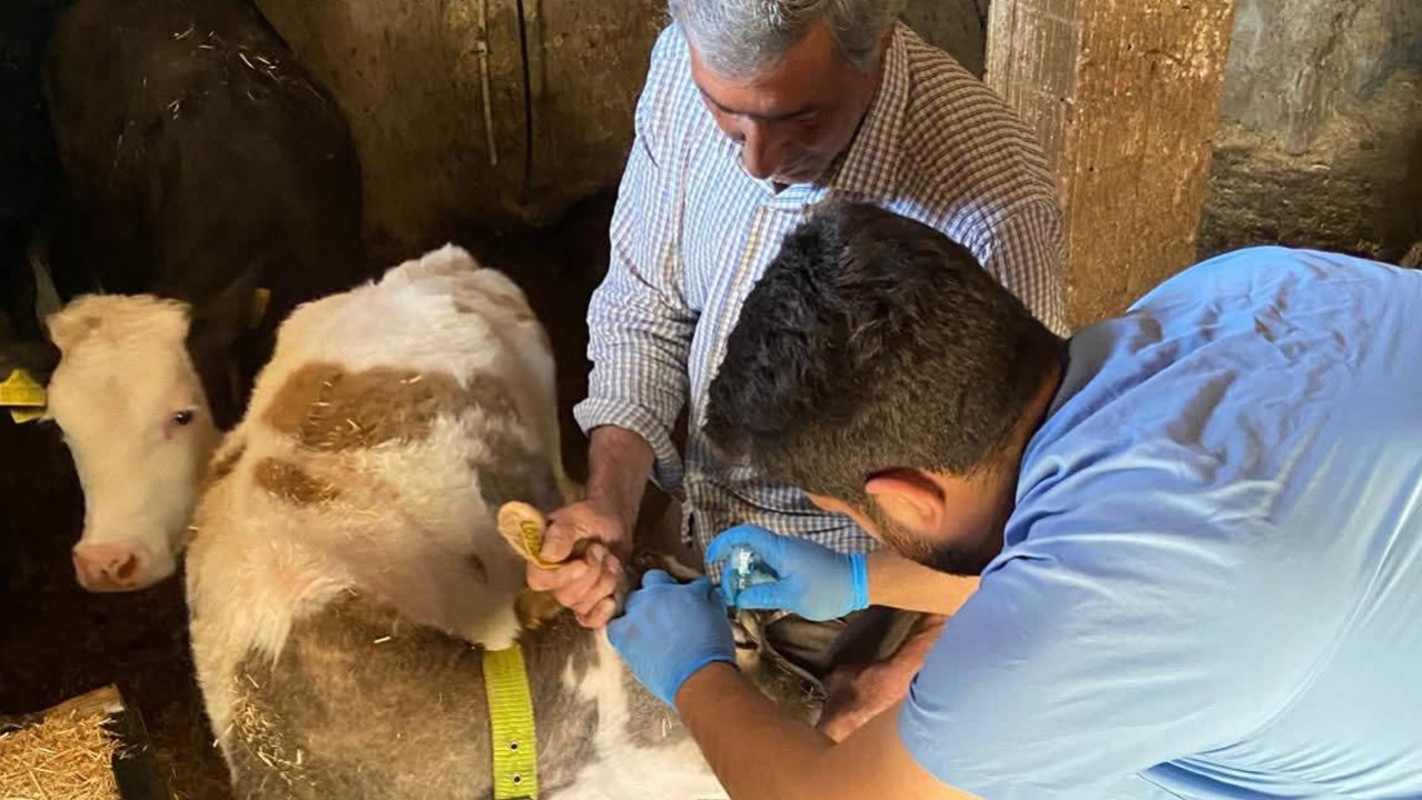 Kulu’da brusella aşılama çalışmaları devam ediyor
