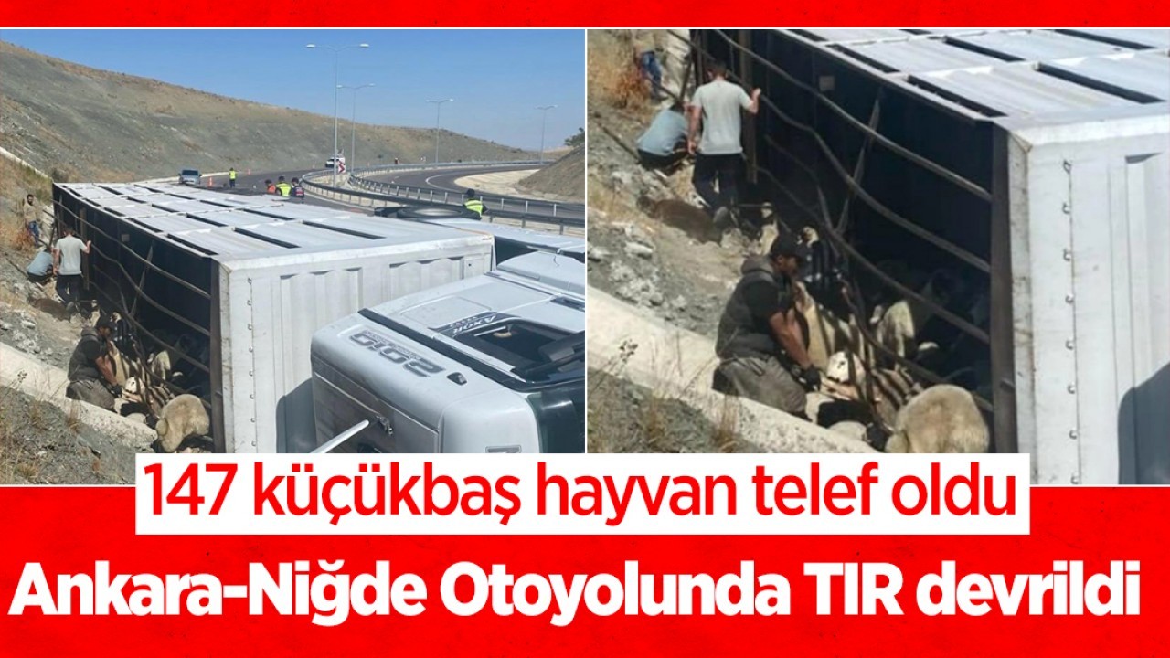Ankara-Niğde Otoyolunda TIR devrildi: 147 küçükbaş hayvan telef oldu