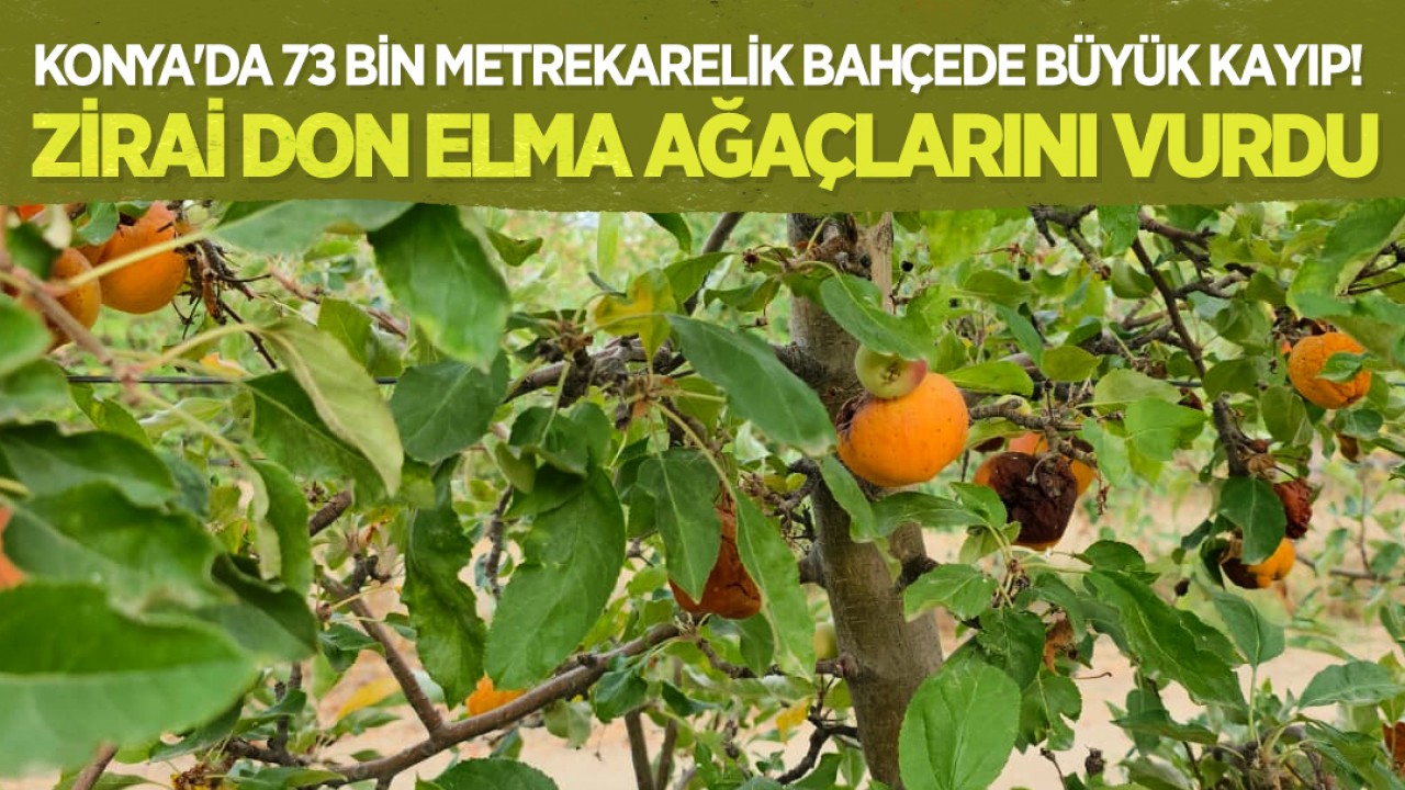 Konya'da 73 bin metrekarelik bahçede büyük kayıp! Zirai don elma ağaçlarını vurdu