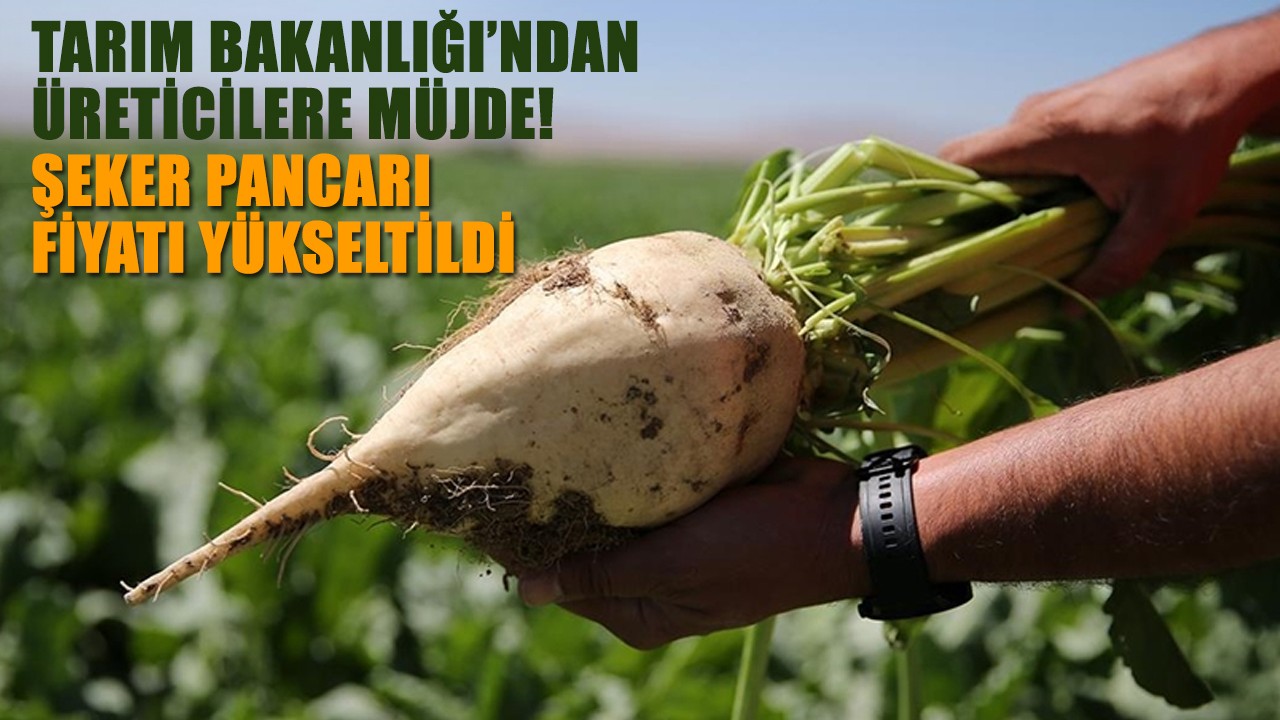 Tarım Bakanlığı’ndan üreticilere müjde: Şeker pancarı fiyatı yükseltildi