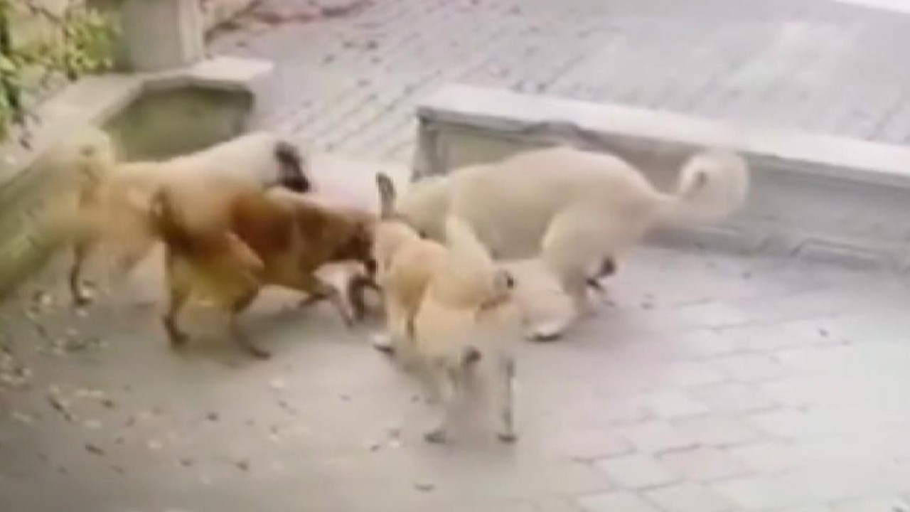 Başıboş köpekler kediye saldırdı