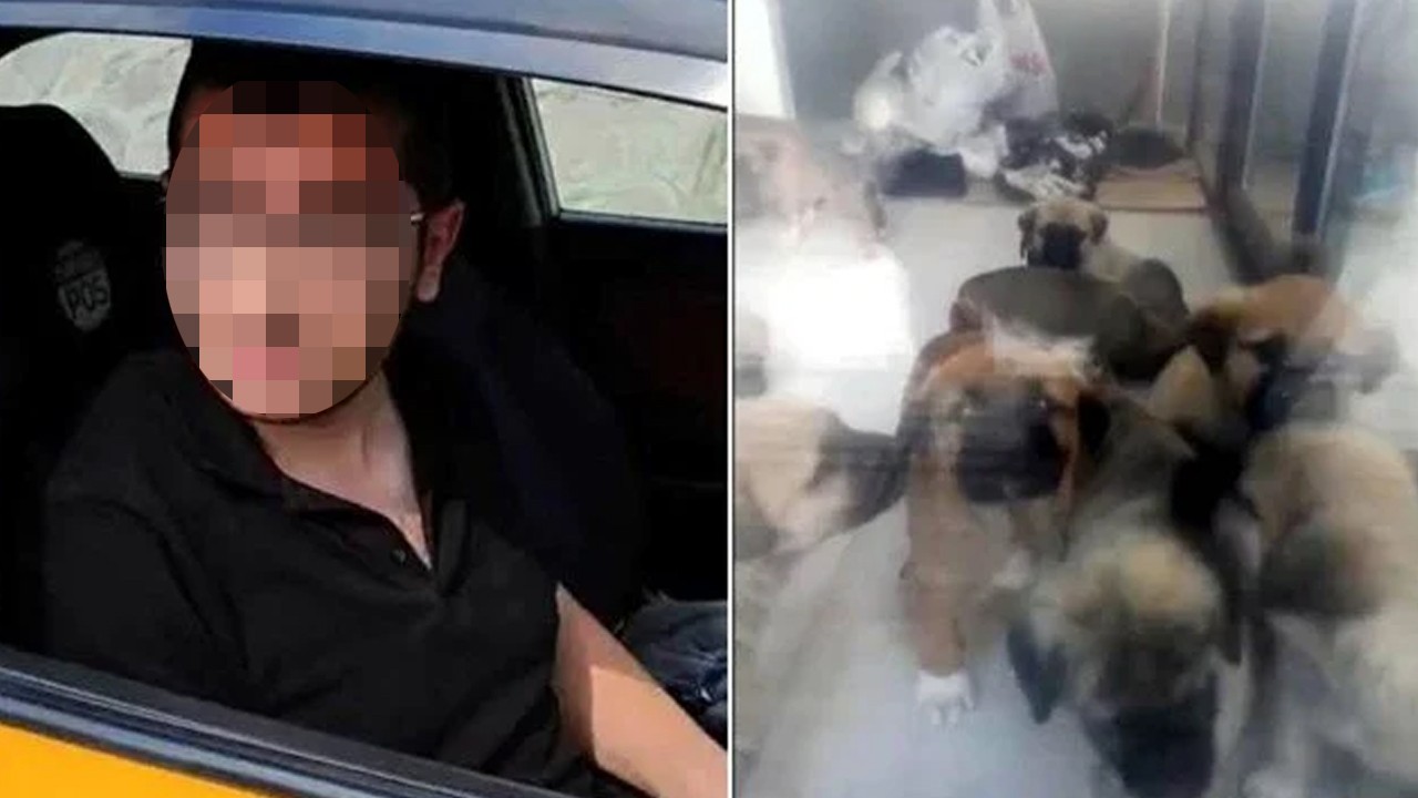 Sahiplendiği köpekleri katleden doktora 9 yıl 9 ay hapis cezası