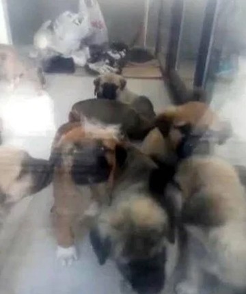 Sahiplendiği köpekleri katleden doktora 9 yıl 9 ay hapis cezası