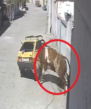Kaçan boğa, boynuz darbeleriyle park halindeki otomobile zarar verdi! O anlar kamerada
